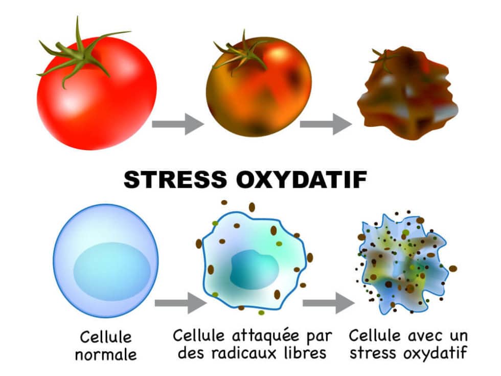 Qu'estce que le stress oxydatif? Comment mesurer l'état oxydant dans — free download